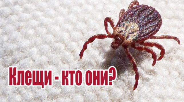 Tick ​​on clothes