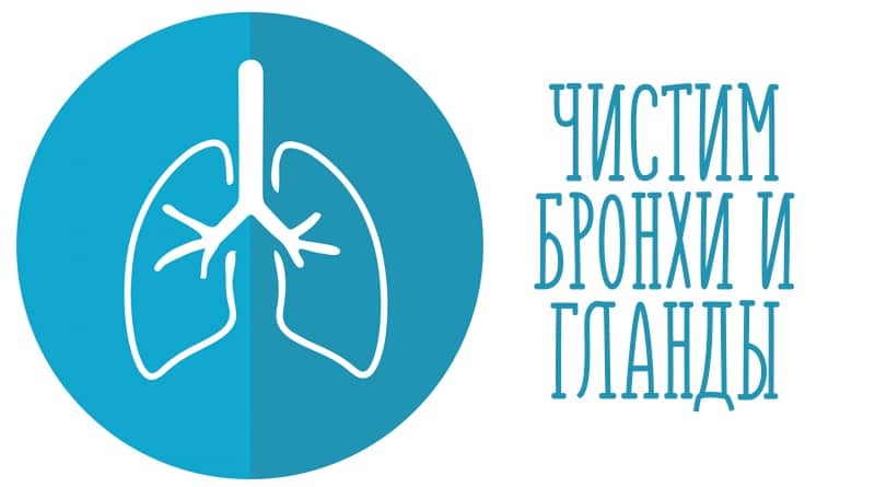 Lungs on a blue background